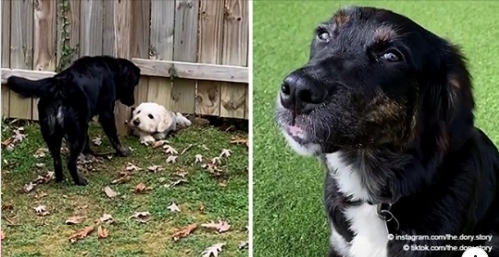 Die beiden Hunde ließen nicht zu, dass ein Zaun im Hof sie an der ersten Begegnung hinderte